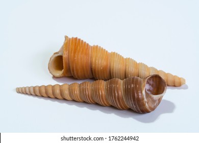 Gastropod mollusk shells, Turritella Terebra sea snail.