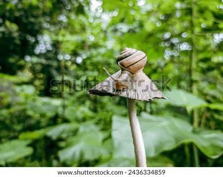 Gastropod mollusk snail attached to the fungus Coprinopsis Atramentaria