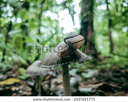 Gastropod mollusk snail attached to the fungus Coprinopsis Atramentaria