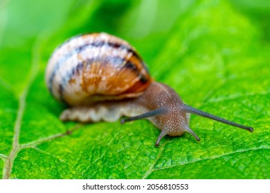 A gastropod mollusk snail with horns is crawling on a green leaf.