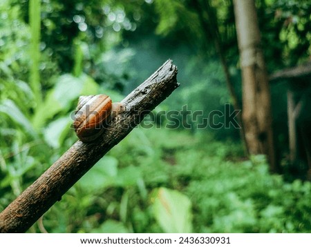Gastropod mollusk snail walking on a twig