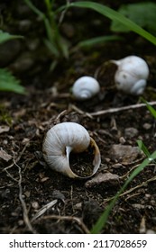 Gastropod Shell, Empty Snail Shells In The Forest