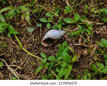 A Gastropod Shell On The Ground