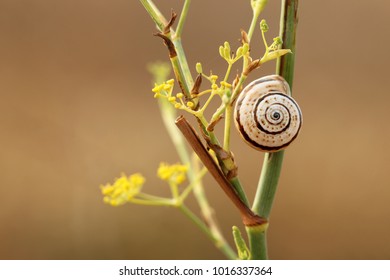Gastropod shell, Snail, Schneckenhaus