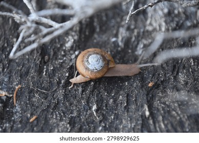 Gastropod Snail Displaying Shell Pattern and Soft Body