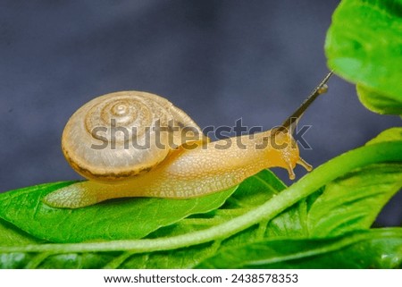 Gastropoda or Baby snail with shell is crawling on a leaf, focus on the snail's body