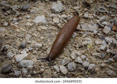 gastropoda nacktschnecke bown detail photo