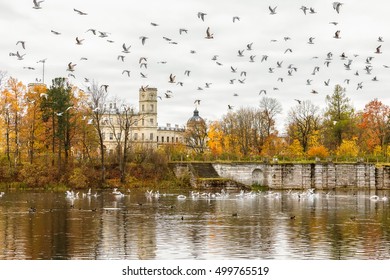 GATCHINA, SAINT PETERSBURG, RUSSIA - OCTOBER 16, 2016: The Great Gatchina Palace In Autumn, A Large Number Of Seagulls Flying. Gatchina Palace Was One Of The Favourite Residences Of Imperial Family