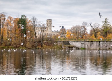 GATCHINA, SAINT PETERSBURG, RUSSIA - OCTOBER 16, 2016: The Great Gatchina Palace In Autumn, A Large Number Of Seagulls Flying. Gatchina Palace Was One Of The Favourite Residences Of Imperial Family