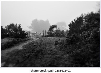 Gate At Ashdown Forest, East Sussex