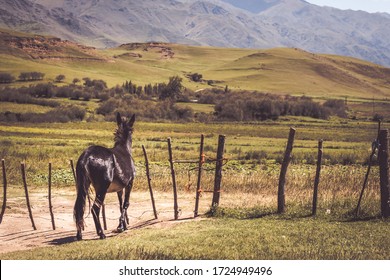 Gate and horse in Tafí del Valle, Tucuman, Argentina 