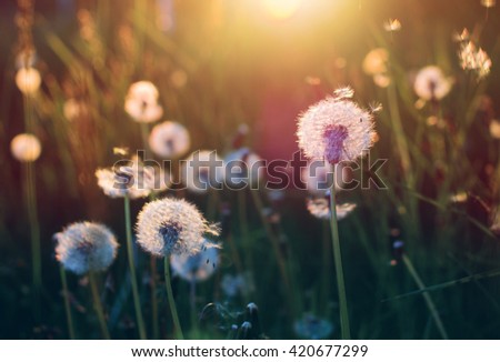 Gate of summer - dandelions on a sunny evening