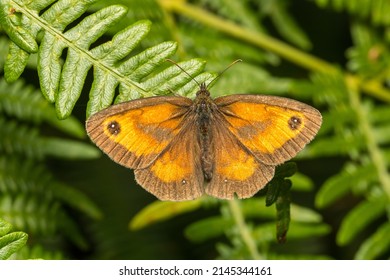 Gatekeeper butterfly (Pyronia Tithonus) A common butterfly in England, frequenting heathland and open woodland.