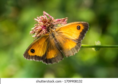 茶色の蝶 の画像 写真素材 ベクター画像 Shutterstock