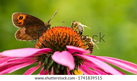 Gatekeeper butterfly and two bees on pink cone-flower