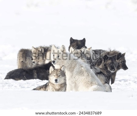 Gathered amidst the snowy expanse, a group of fox families huddle together, their keen eyes scanning the wintry landscape for signs of prey, united in the pursuit of sustenance.