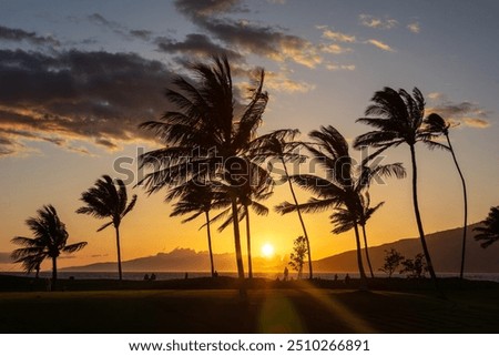Similar – Image, Stock Photo Backlighting for the moment