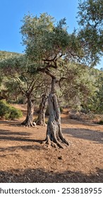 The gathering of the good goddesses on the seashore, or the communication of the olive trees. Coastline, Aegean Sea, Greece 2024.