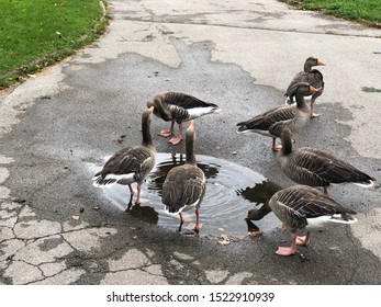 Goose Down Duvet Images Stock Photos Vectors Shutterstock