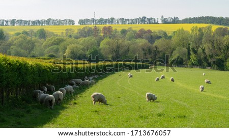 A Gathering of Sheep Finding Shade in the Shadow of a Hedgerow on a Hot Spring day.