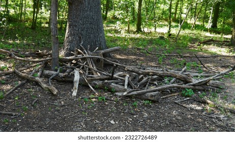Gathering of wooden sticks, or logs covered with moss, with tree trunk close-up, natural beauty and greenery, with nice lighting Sun and place for a campfire, with fallen leaves - Powered by Shutterstock