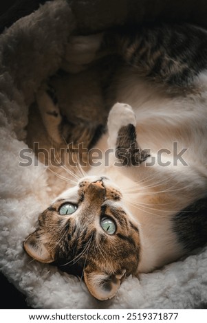 Similar – Fluffy cat lies snugly on the back, top view