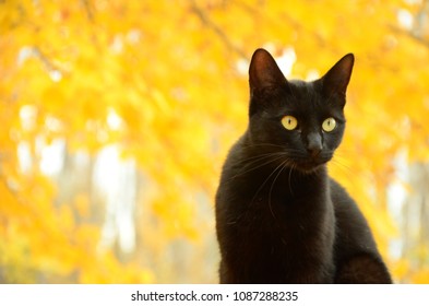 11 Fondo gato Images, Stock Photos & Vectors | Shutterstock