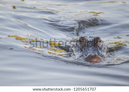 Gator Eyes in the Water