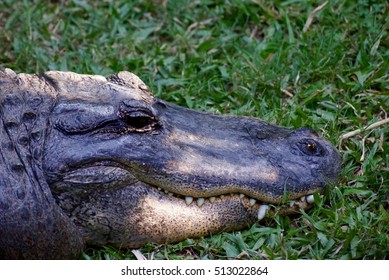 gators head 