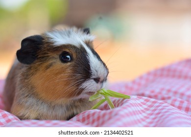 Gatsby Rat Laying On A Pink Striped Cloth. Eating Food