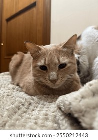 gatto, cat, kitten, cute, funny, pet
						