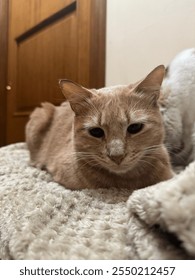 gatto, cat, kitten, cute, funny, pet
						