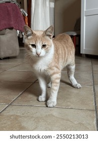 gatto, cat, kitten, cute, pretty, fluffy