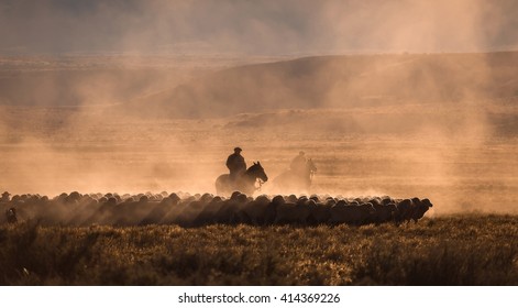 Gaucho With A Herd Of Sheep In Patagonia