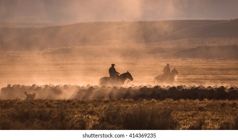 Gaucho With A Herd Of Sheep In Patagonia