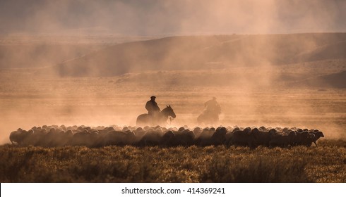 Gaucho With A Herd Of Sheep In Patagonia