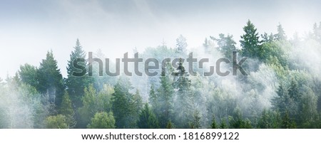 Gauja river valley and pine forest in a clouds of thick mysterious morning fog at sunrise. Sigulda, Latvia. Breathtaking panoramic aerial view. Pure nature, environmental conservation, eco tourism