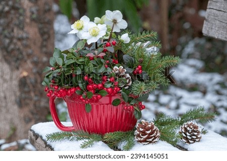 gaultheria, helleborus niger and fir branches in porcelain pot in winter garden