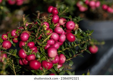 Gaultheria mucronata (syn. Pernettya mucronata; also known as prickly heath, chaura, or murtillo). This cultivar is the Gaultheria mucronata “Rood”.
					This plant is native to Argentina and Chile.