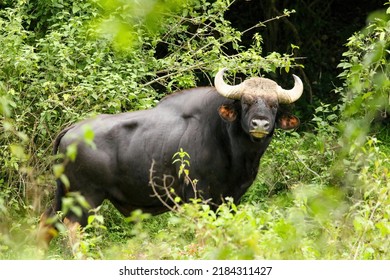 The gaur (Bos gaurus), also called Indian bison, is the largest extant bovine, native to South Asia and Southeast Asia. The gaur is the tallest species of wild cattle. - Powered by Shutterstock