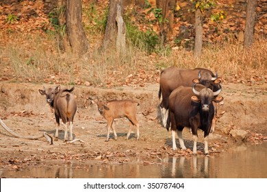 Gaur, Bos Gaurus, Indian Bison