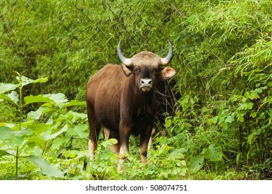 Gaur, Bos Gaurus, Indian Bison