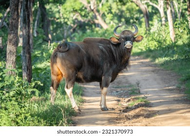 The gaur (Bos gaurus) also known as the Indian bison - Powered by Shutterstock