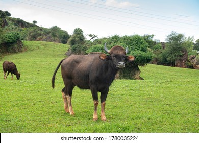 Gaur Or Bos Gaurus Orwild Bovid