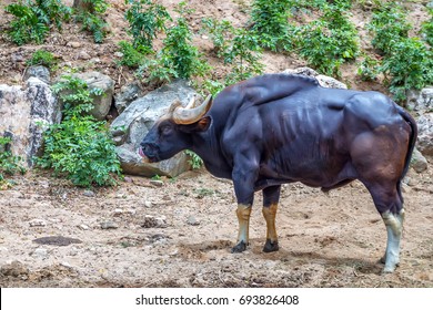 Gaur Or Bos Gaurus In Zoo