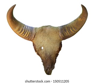 Gaur Horn Isolated With Clipping Path