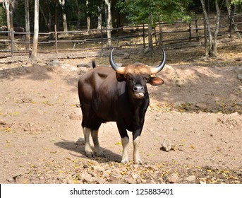 270 Black bull rainforest Images, Stock Photos & Vectors | Shutterstock