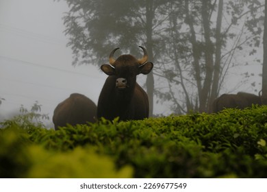 The gaur also known as the Indian bison,This type of bison is found in the mountains of Ooty. is a bovine native to South Asia and Southeast Asia, and has been listed as Vulnerable on the IUCN Red Lis - Powered by Shutterstock