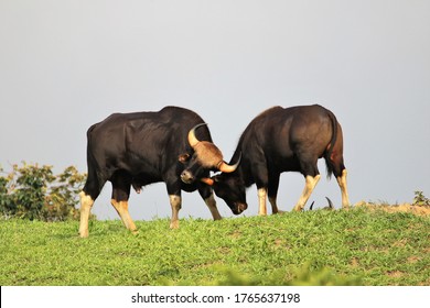  A Gaur In The Meadow