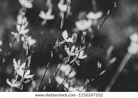 Similar – Geranium pratense Nature